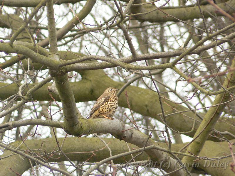 Song Thrush, Winter, Hampstead Heath P1070499.JPG